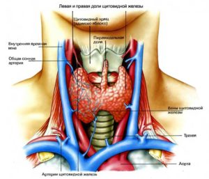 Лечение щитовидная железа гомеопатически